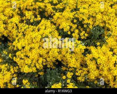 Wild Bright Beautiful and Cheerful Yellow Gerbera Daisy Flowers in bloom in the park garden background. Natural life plant organism, colorful flora pa Stock Photo
