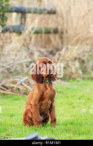 Red Setter puppy, dog, sitting and looking out of shot. Sat in grass with wooden fencing to the rear. With a cute face and tidy shiny appearance. Stock Photo