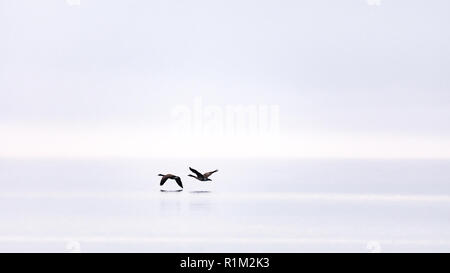 Two Canada Geese (Branta canadensis) flying low through the fog over the open water of a lake. Stock Photo