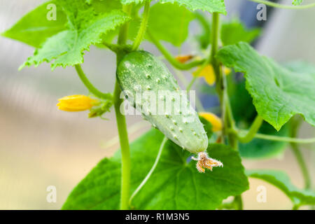 Cucumber growing on vines, widely cultivated plant in the gourd family, Cucurbitaceae Stock Photo