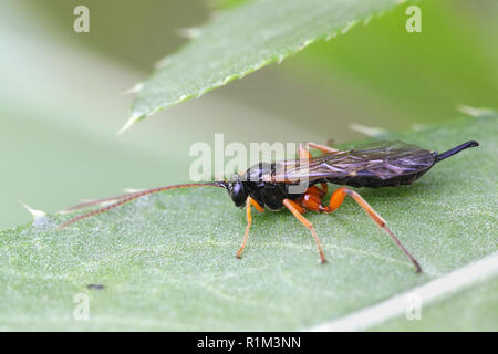 Ichneumon parasitoid wasp Stock Photo
