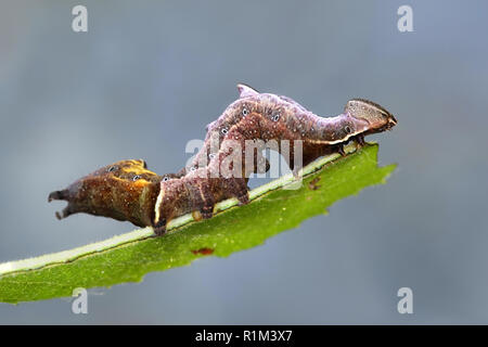 Notodonta ziczac, the pebble prominent moth Stock Photo