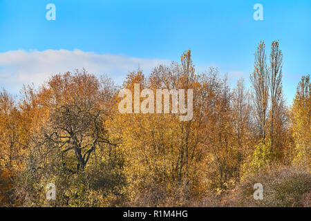 A group of trees that have changed the colours of their leaves due to autumn with blue sky with a single cloud in the background Stock Photo