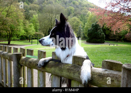 Border Collie dog peering over fence Stock Photo