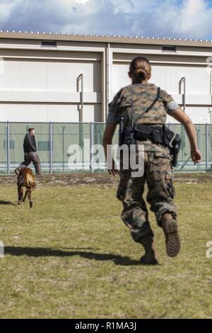 U.S. Marine Corps Lance Cpl. Angela Cardone, right, a military working dog handler, and Lance Cpl. Brady Benjamin, a military police officer, both with Headquarters and Headquarters Squadron, conduct training at Marine Corps Air Station Iwakuni, Japan, Oct. 19, 2018. Military working dog handlers are military police who are trained to employ a military working dog to conduct searches in open areas, buildings and vehicles. Stock Photo