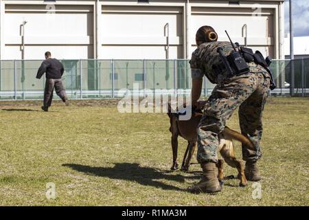 U.S. Marine Corps Lance Cpl. Angela Cardone, right, a military working dog handler, and Lance Cpl. Brady Benjamin, a military police officer, both with Headquarters and Headquarters Squadron, conduct training at Marine Corps Air Station Iwakuni, Japan, Oct. 19, 2018. Military working dog handlers are military police who are trained to employ a military working dog to conduct searches in open areas, buildings and vehicles. Stock Photo