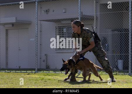 U.S. Marine Corps Lance Cpl. Angela Cardone, a military working dog handler with Headquarters and Headquarters Squadron, conducts training at Marine Corps Air Station Iwakuni, Japan, Oct. 19, 2018. Military working dog handlers are military police who are trained to employ a military working dog to conduct searches in open areas, buildings and vehicles. Stock Photo