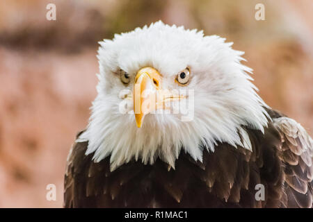 bald eagle head portrait (Haliaeetus leucocephalus) with rocks background Stock Photo