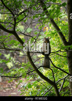 Cheeky grey squirrel - Sciurus Carolinensis hiding in the branches Stock Photo