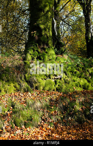 Autumn beech lined lane with wall covered in moss near Widdecombe on Dartmoor UK Stock Photo