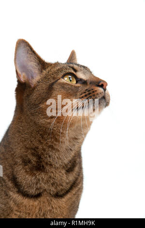 Stunning amber eyes of a part Abyssinian young male cat looking at the ...