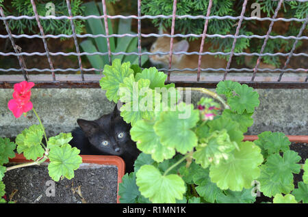 Two kittens - black and yellow - hiding in garden plants Stock Photo