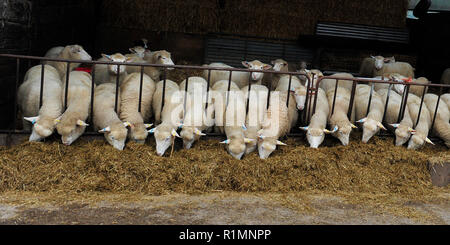 intensive sheep farming Stock Photo