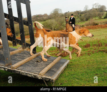 huntsman and his foxhounds Stock Photo