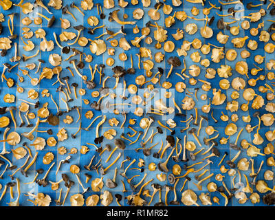Home drying of mushrooms. Craterellus lutescens, commonly known as Yellow Foot. / Assecatge de bolets Camagrocs (Craterellus lutescens) Stock Photo