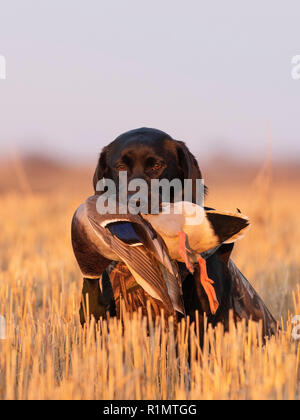 A Black Lab with a Drake Mallard on a waterfowl hunt in North Dakota Stock Photo