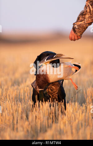A Black Lab with a Drake Mallard on a waterfowl hunt in North Dakota Stock Photo
