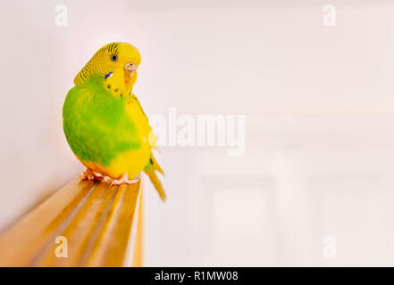 Green and yellow parakeet budgerigar sitting perched on top of a wooden framed wall mirror in a white room Stock Photo