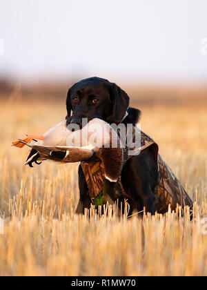 A Black Lab with a Drake Mallard on a waterfowl hunt in North Dakota Stock Photo