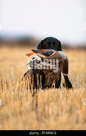 A Black Lab with a Drake Mallard on a waterfowl hunt in North Dakota Stock Photo