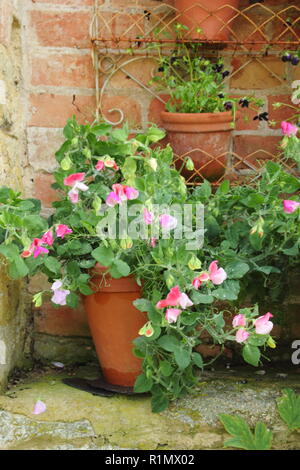 Lathyrus odoratus. Dwarf sweet pea flowers growing in pots in an English country garden, UK Stock Photo