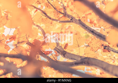 Abstract foliage background, beautiful tree branch in autumnal forest, bright warm sun light, orange dry maple leaves, autumn season Stock Photo