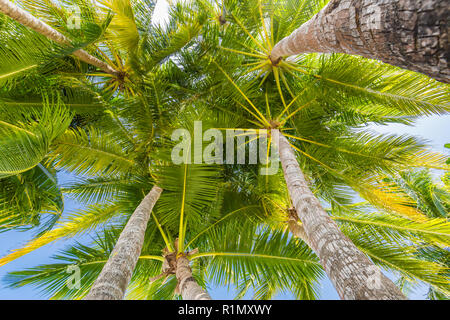 Tropical palms low angle view of fronds in breeze above against blue sky. Stock Photo