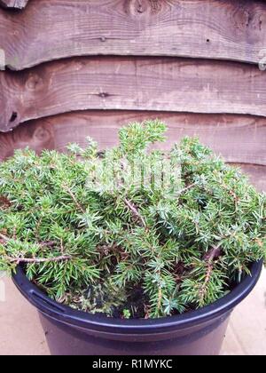 Juniperus communis Green Carpet . Evergreen ground covering Juniper bright green foliage in summer bronze green in winter . Rockeries and containers . Stock Photo