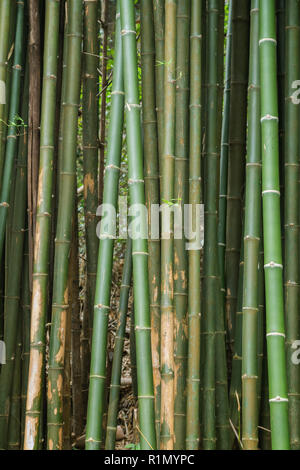 Close-up of many bamboo trees in a forest in Laos. Stock Photo