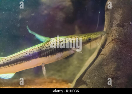 young tiger shovelnose catfish in macro closeup marine life fish face portrait Stock Photo