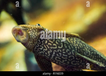 funny bottom dweller suckermouth catfish with tiger pattern sucking with open mouth tropical aquarium fish pet Stock Photo
