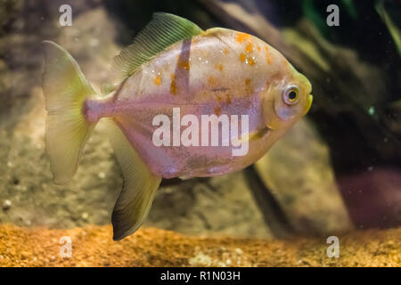 redhook myleus a well-known silver dollar fish species a tropical pet from sout america Stock Photo