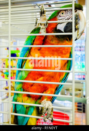 Lucy, a Catalina Macaw, perches inside the gift shop at the Fort of Colonial Mobile, Aug. 24, 2017, in Mobile, Ala. Stock Photo