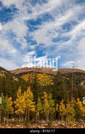 Golden aspen in fall, Sawatch Mountains, Pike-San Isabel National Forest, Colorado Stock Photo