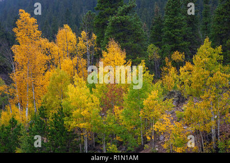 Golden aspen in fall, Sawatch Mountains, Pike-San Isabel National Forest, Colorado Stock Photo