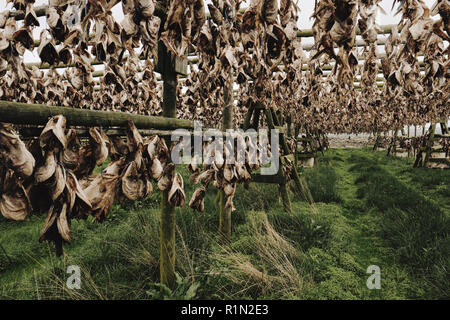 Drying fish heads - cut off fish heads hung out to dry on large timbered frames in the Iceland landscape Stock Photo