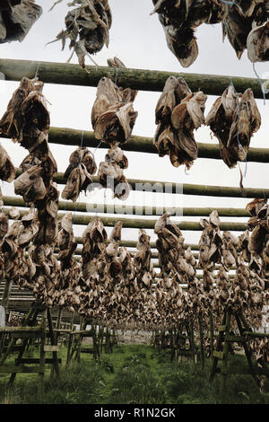 Drying fish heads - cut off fish heads hung out to dry on large timbered frames in the Iceland landscape Stock Photo