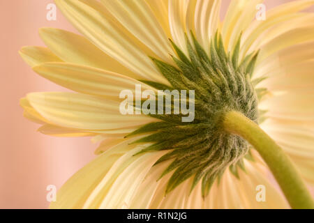 Close up of a light yellow Gerbera flower on a soft pink background. Stock Photo