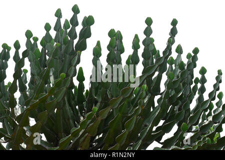 Euphorbia ingens succulent tree branches. Stock Photo