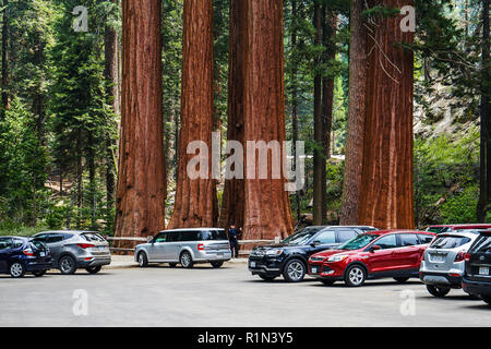 CALIFORNIA, USA - MAY 19, 2018: parking in Sequoia National Park among huge trees Stock Photo