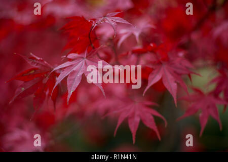 Japanese Maple leaves turned red in autumn Acer japonicum Amur maple,downy Japanese-maple  fullmoon maple Stock Photo