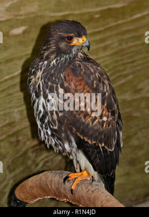 Harris Hawk (parabuteo unicinctus) Stock Photo