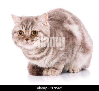 Close-up of Scottish Fold cat on white Stock Photo