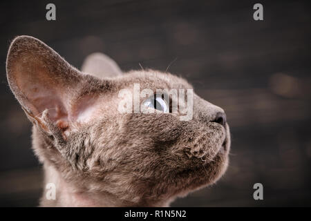 Devon-rex cat close-up portrait. Exhibition of cats concept. Stock Photo