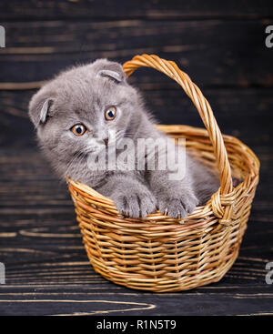 A kitten put a paws on the edge of the basket Stock Photo