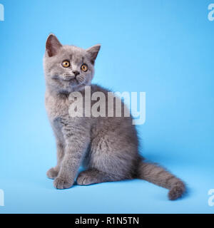 Gray kitty with fluffy mustache on a blue background. Stock Photo