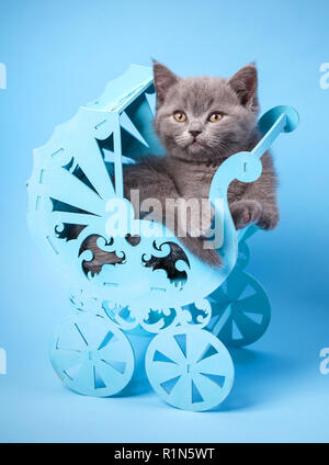 The cat is in a blue carriage Stock Photo