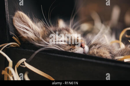 Striped cat in a wooden chest. Funny gray kitty Stock Photo