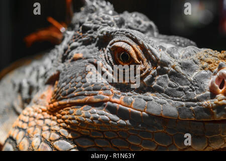 Portrait of seriously looking orange iguana in Bali, Indonesia Stock Photo