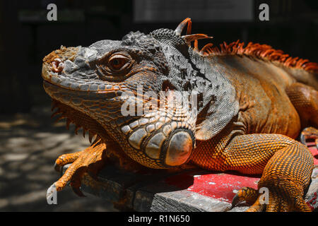 Portrait of seriously looking orange iguana sitting on the wooden background in Bali, Indonesia Stock Photo